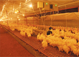 種雞刮板鏈條輸送喂料系統(tǒng)